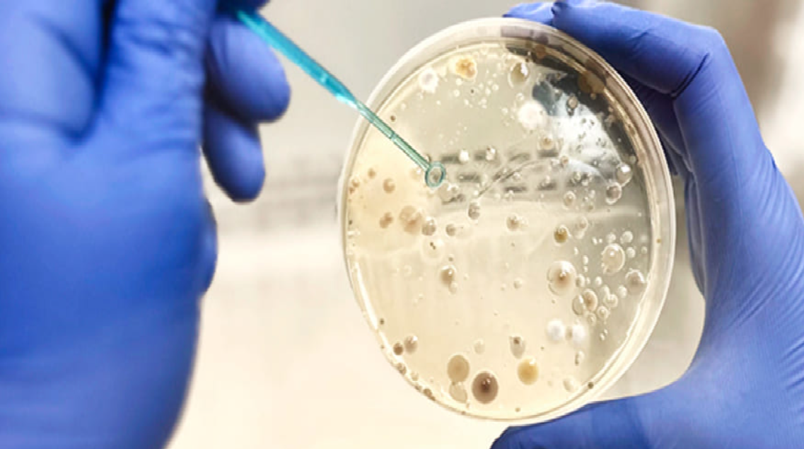 Microgaia|bm|biotech microgaia|biotech microgaia